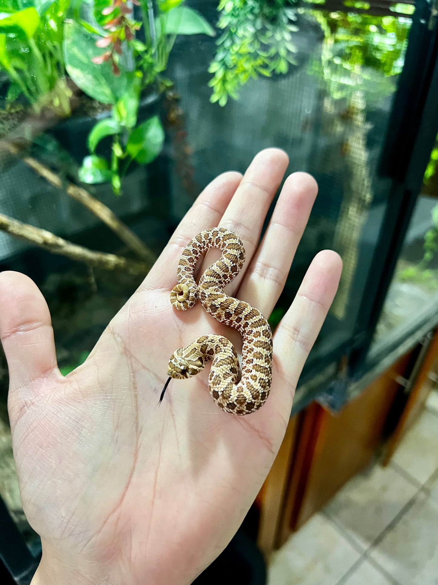 RED HOGNOSE POSS MACHO