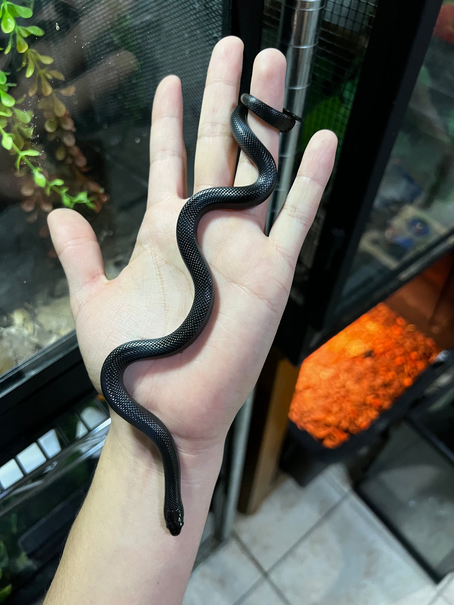 REY NEGRA MEXICANA HEMBRA 70