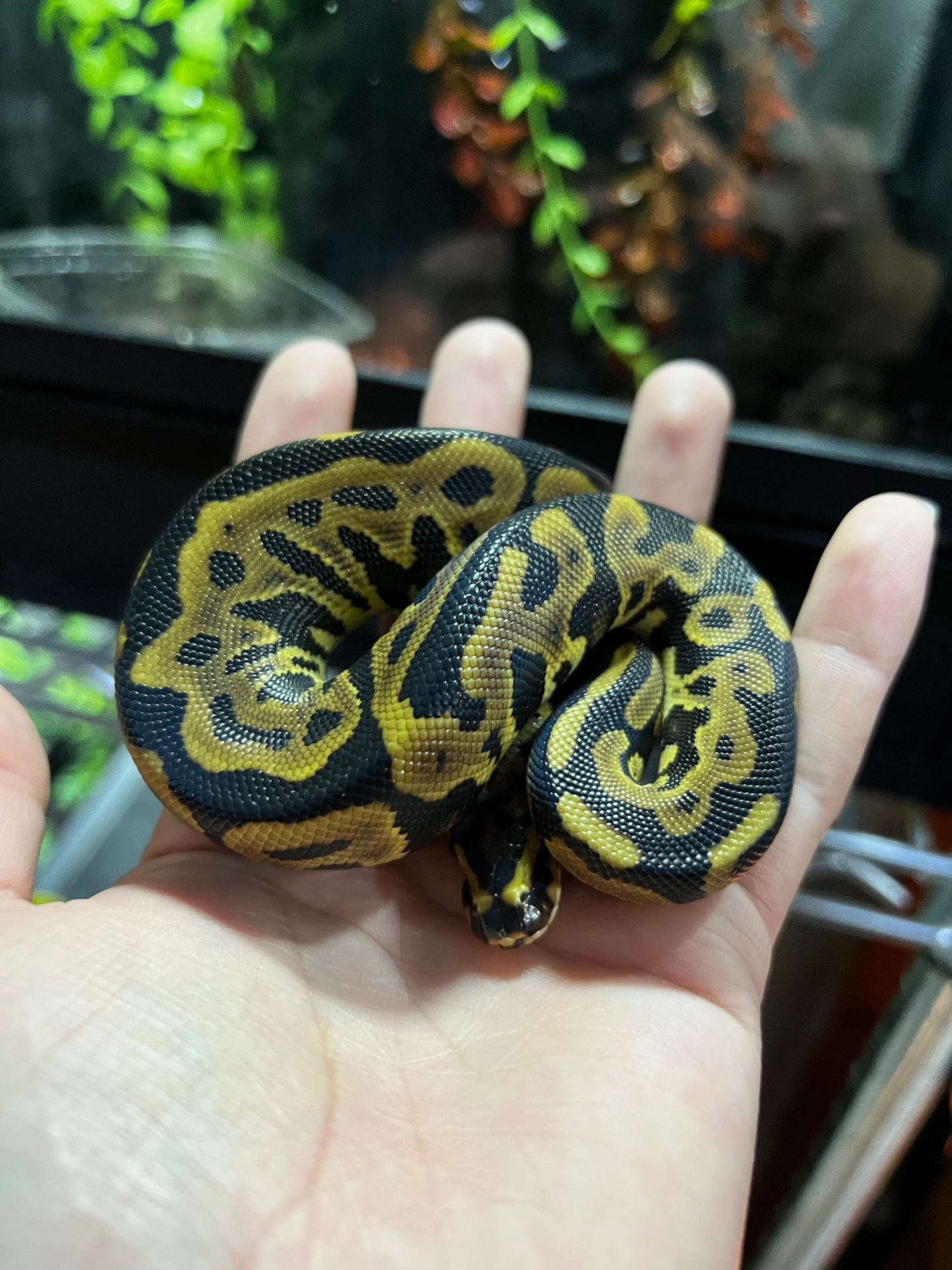 SPOTNOSE LEOPARD HEMBRA 45