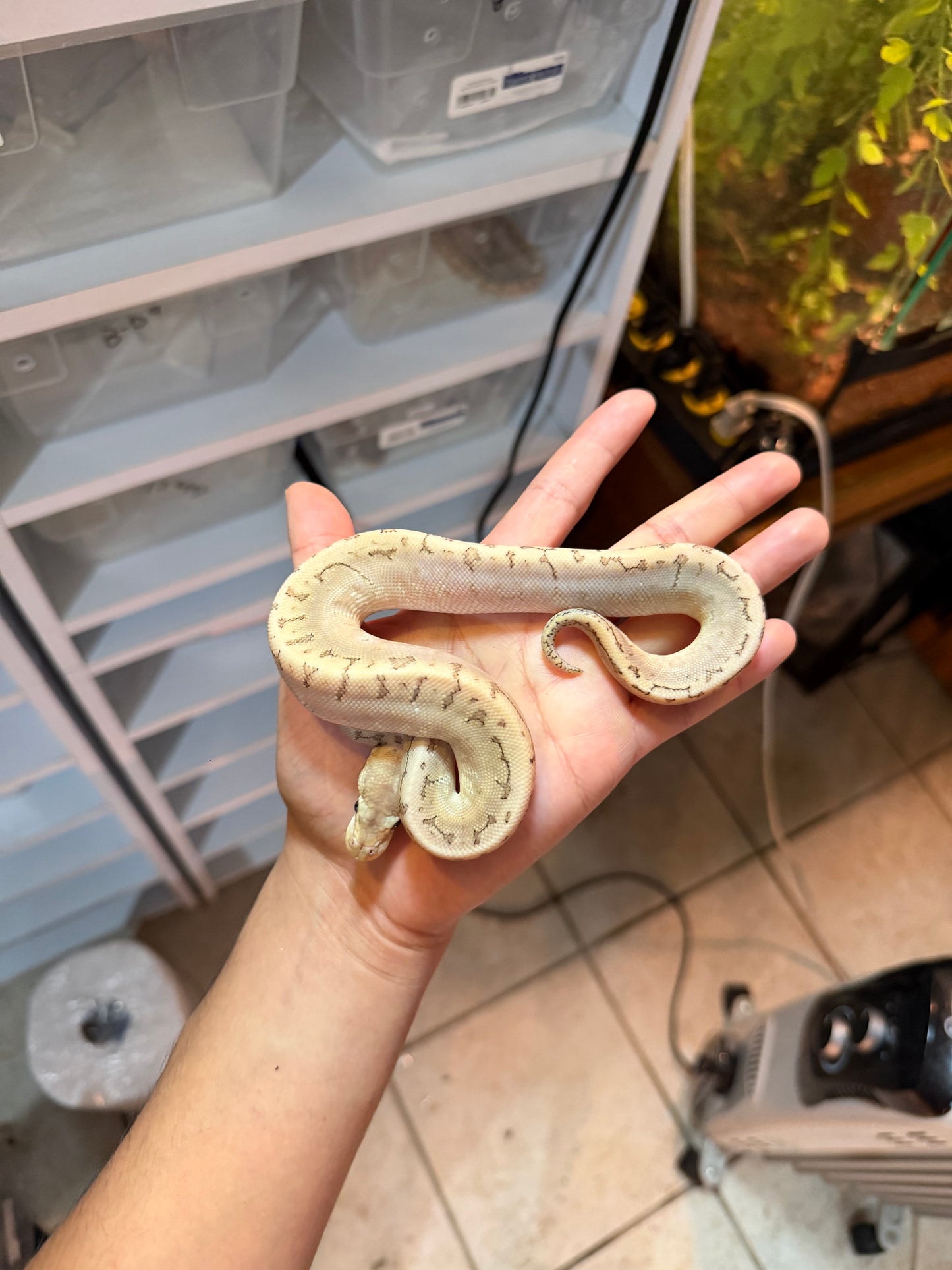 PITÓN BOLA BAMBOO PASTEL PINSTRIPE HET HYPO MACHO