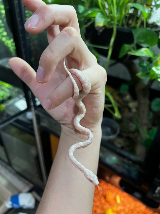 SERPIENTE MAICERA SNOW HEMBRA  40
