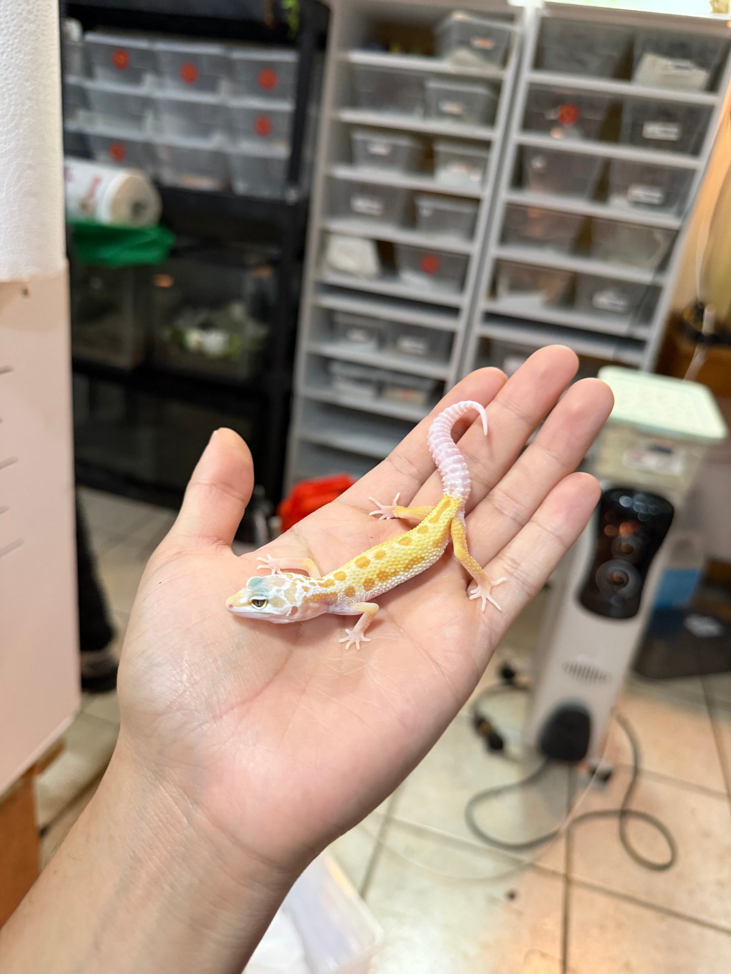 GECKO LEOPARDO RAINWATER MURPHY PATTERNLESS 045 MACHO