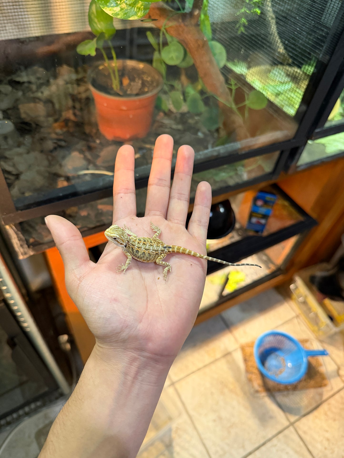 DRAGÓN BARBUDO NOMINAL 2P