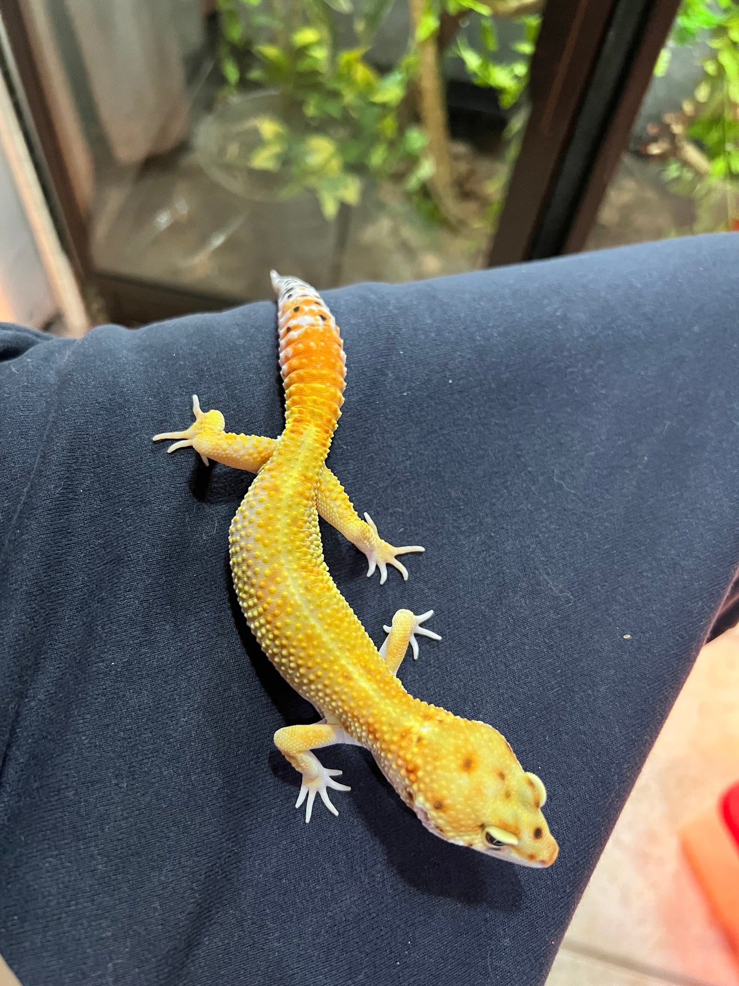 SÚPER HYPO TANGERINE MACHO 14