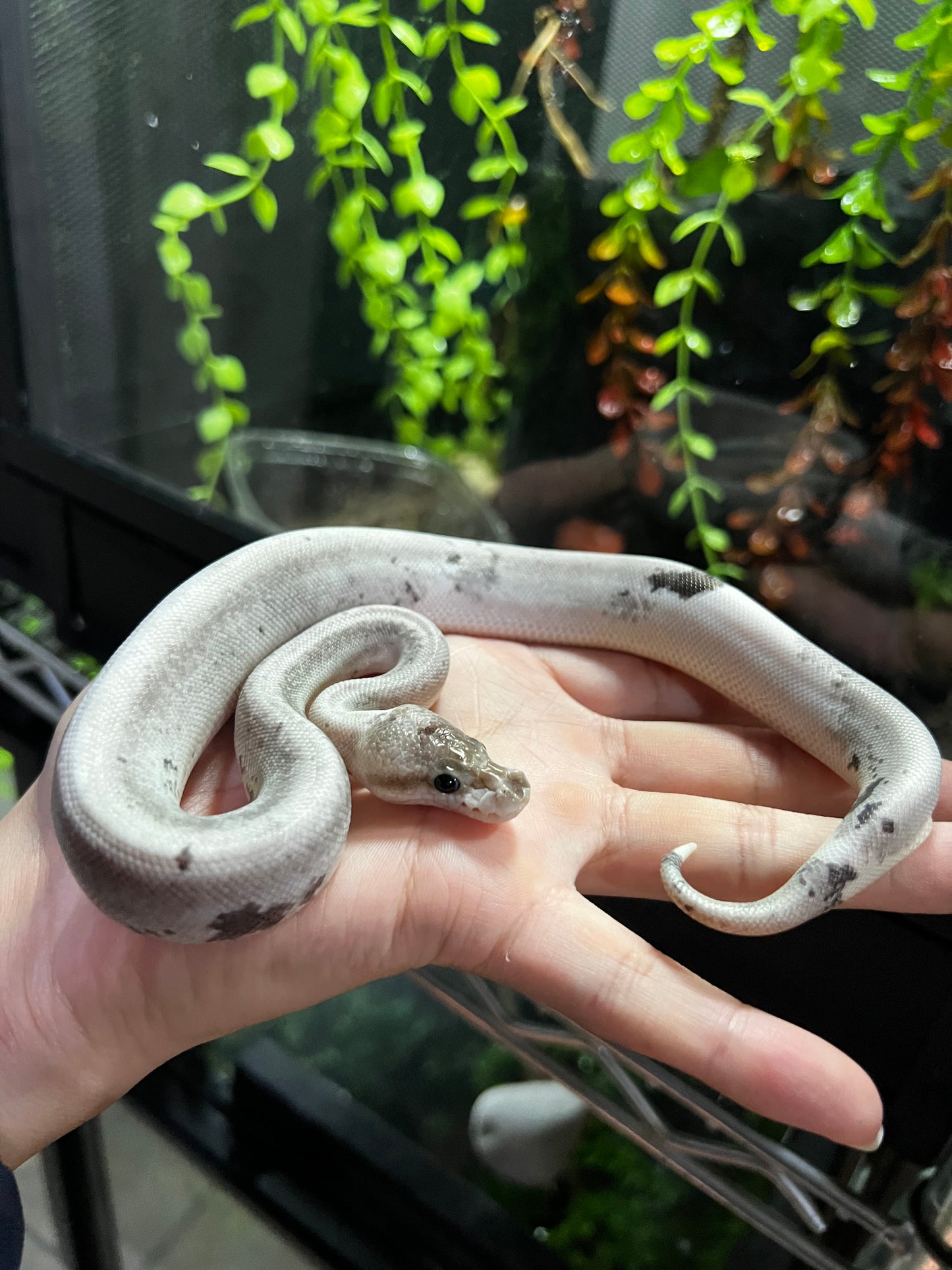 CINNAMOM BP FIREFLY POSS CALICÓ  HEMBRA 39