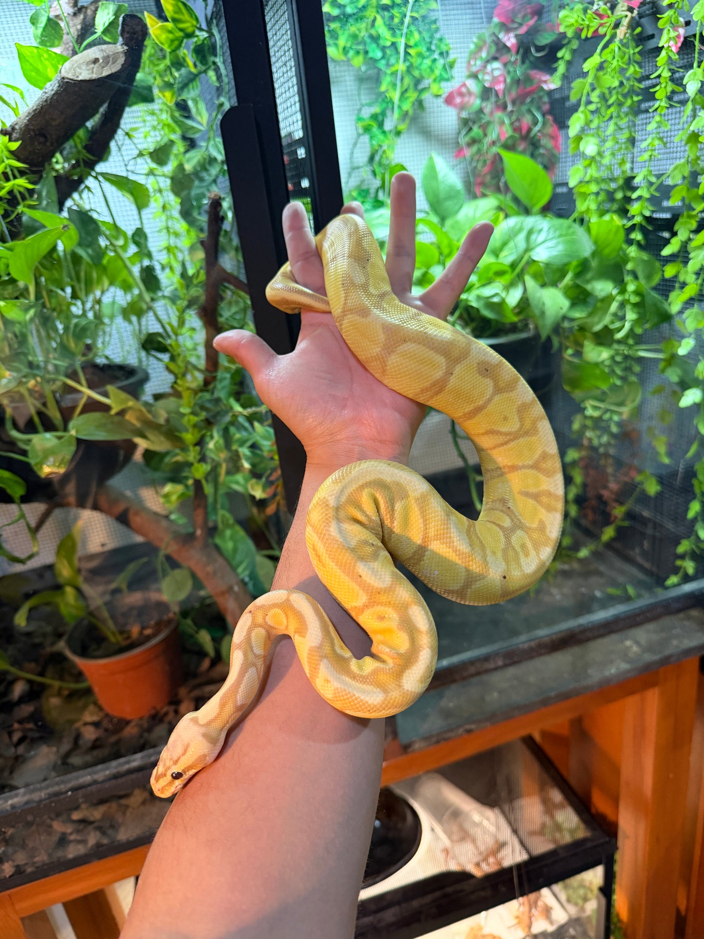 PITÓN BOLA BANANA ENCHI PASTEL MACHO ADULTO 2024