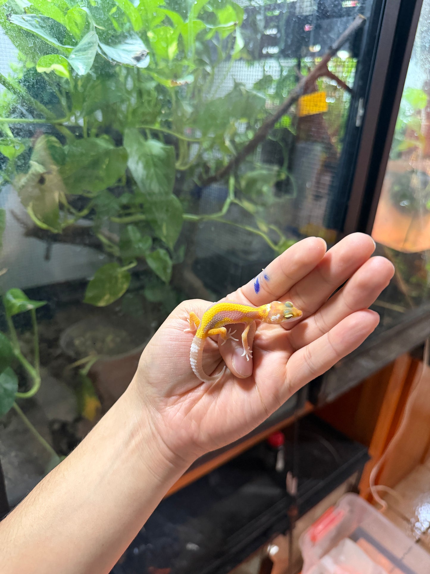 GECKO LEOPARDO TANGERINE TREMPER REVERSE STRIPE 63