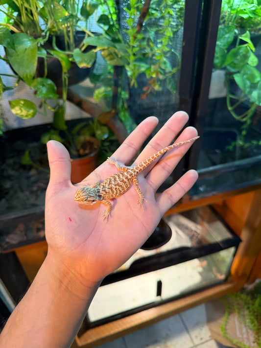 DRAGÓN BARBUDO HYPO LEATHERBACK 4