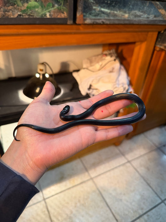 REY NEGRA MEXICANA MACHO 1