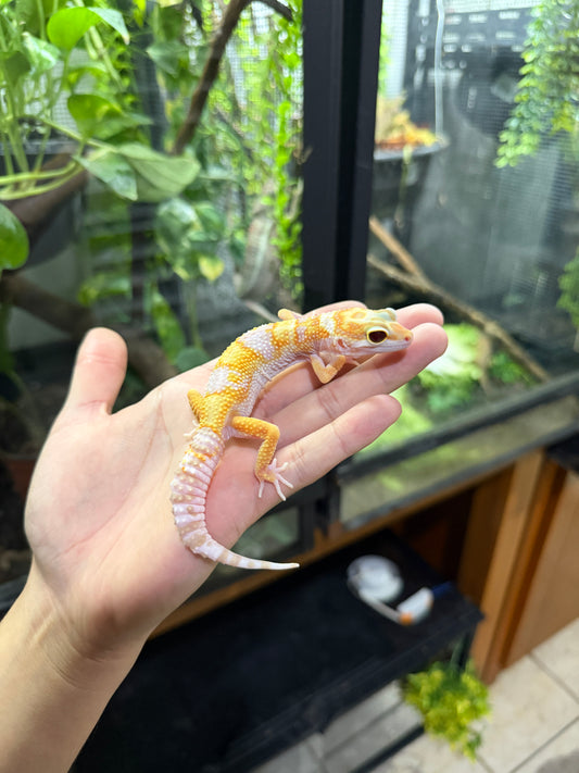 Gecko leopardo SUNGLOW ECLIPSE 43