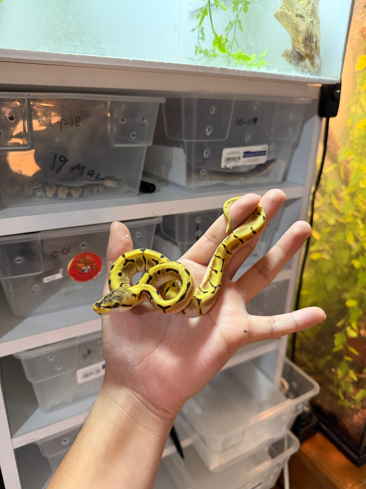 PITÓN BOLA SPIDER ENCHI ORANGE DREAM HET PIED HEMBRA 11-10