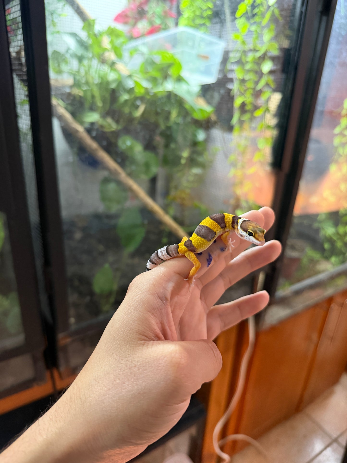 GECKO LEOPARDO HIGH YELLOW HET ECLIPSE HET TREMPER 60