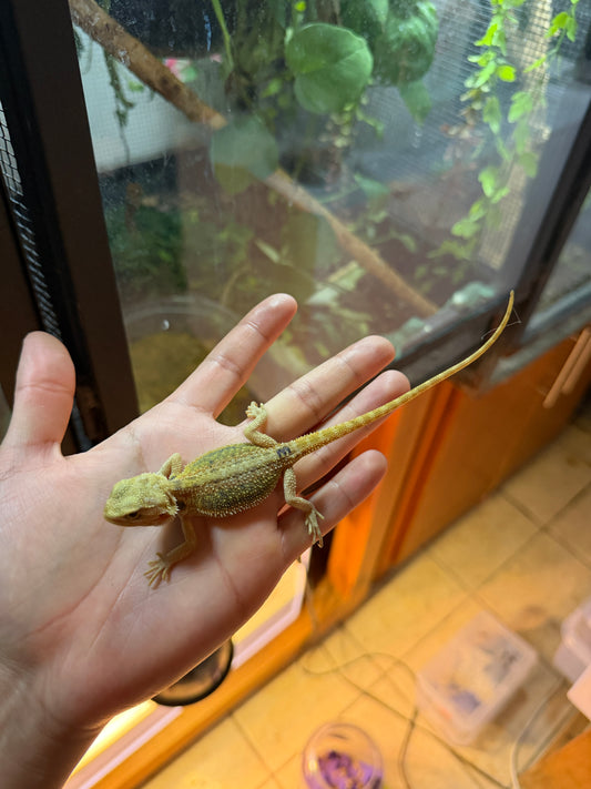 DRAGÓN BARBUDO HYPO CITRUS TRANSLUCENT 3