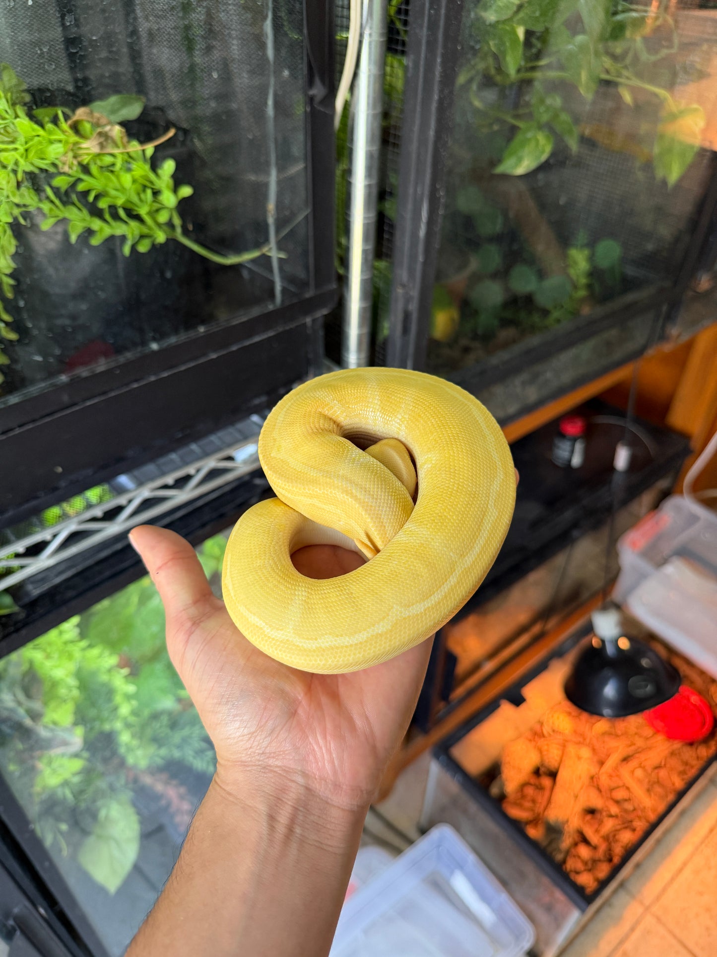 PITON BOLA PINSTRIPE ALBINO HET PIED HEMBRA 2 (CON MICROCHIP)