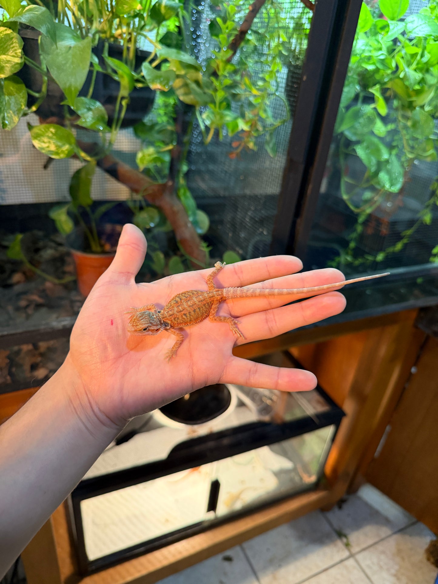 DRAGÓN BARBUDO HYPO LEATHERBACK BLUE BARS 11