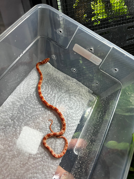 SERPIENTE MAICERA AMEL MACHO 37