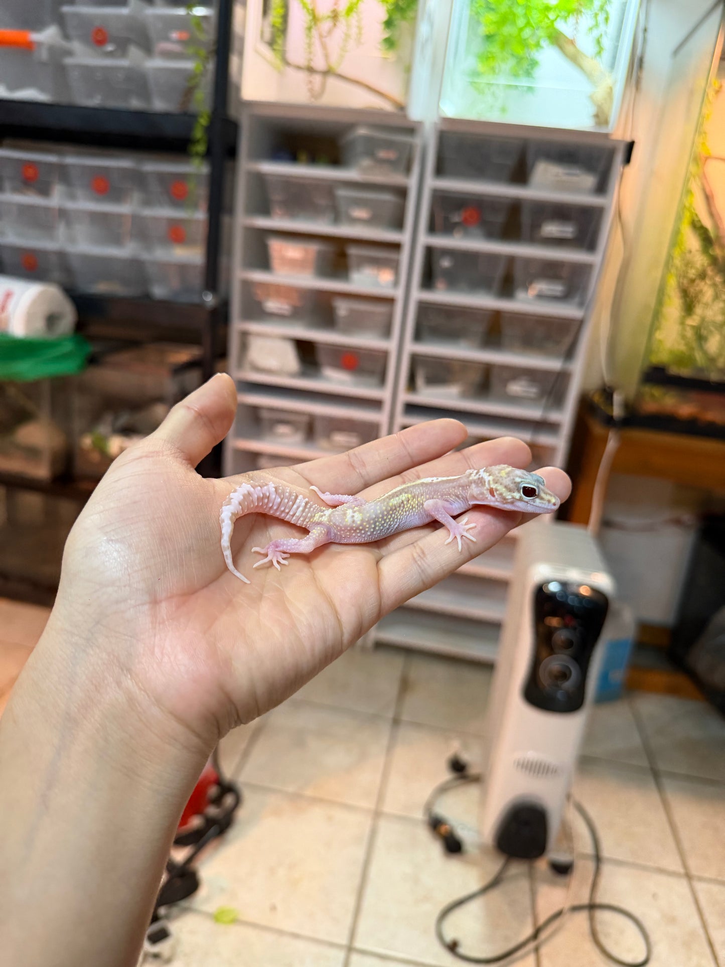 GECKO LEOPARDO MACK SNOW RAPTOR MACHO 010