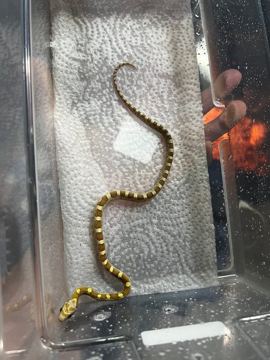 SERPIENTE MAICERA BUTTER MACHO 35
