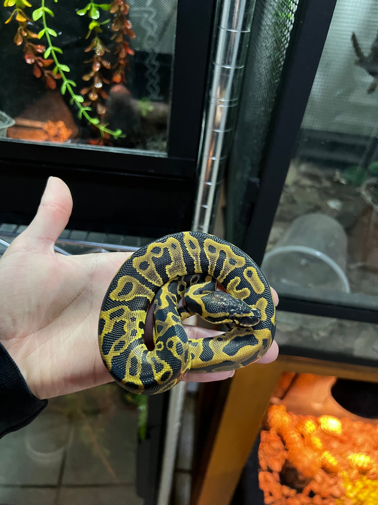 LEOPARD MACHO 43
