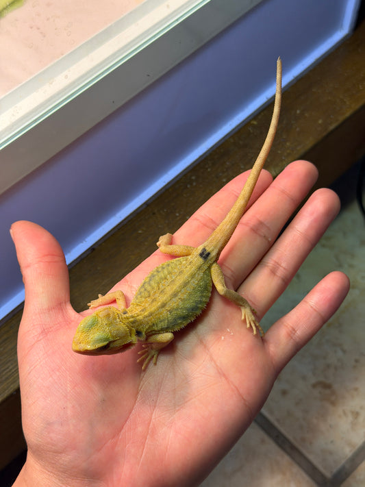 DRAGÓN BARBUDO HYPO LEATHERBACK CITRUS TRANSLUCENT 11