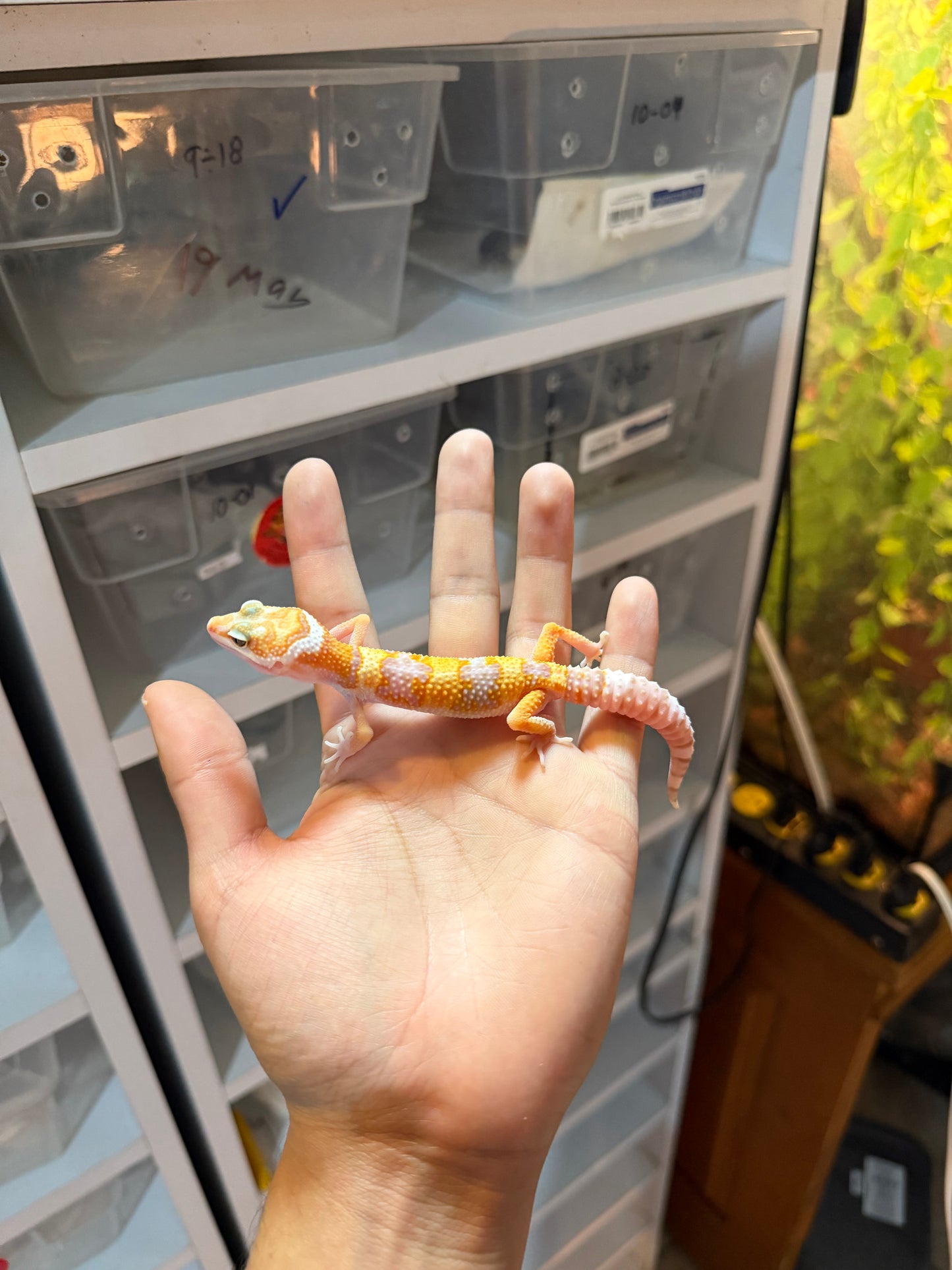 GECKO LEOPARDO RAINWATER MACHO 20