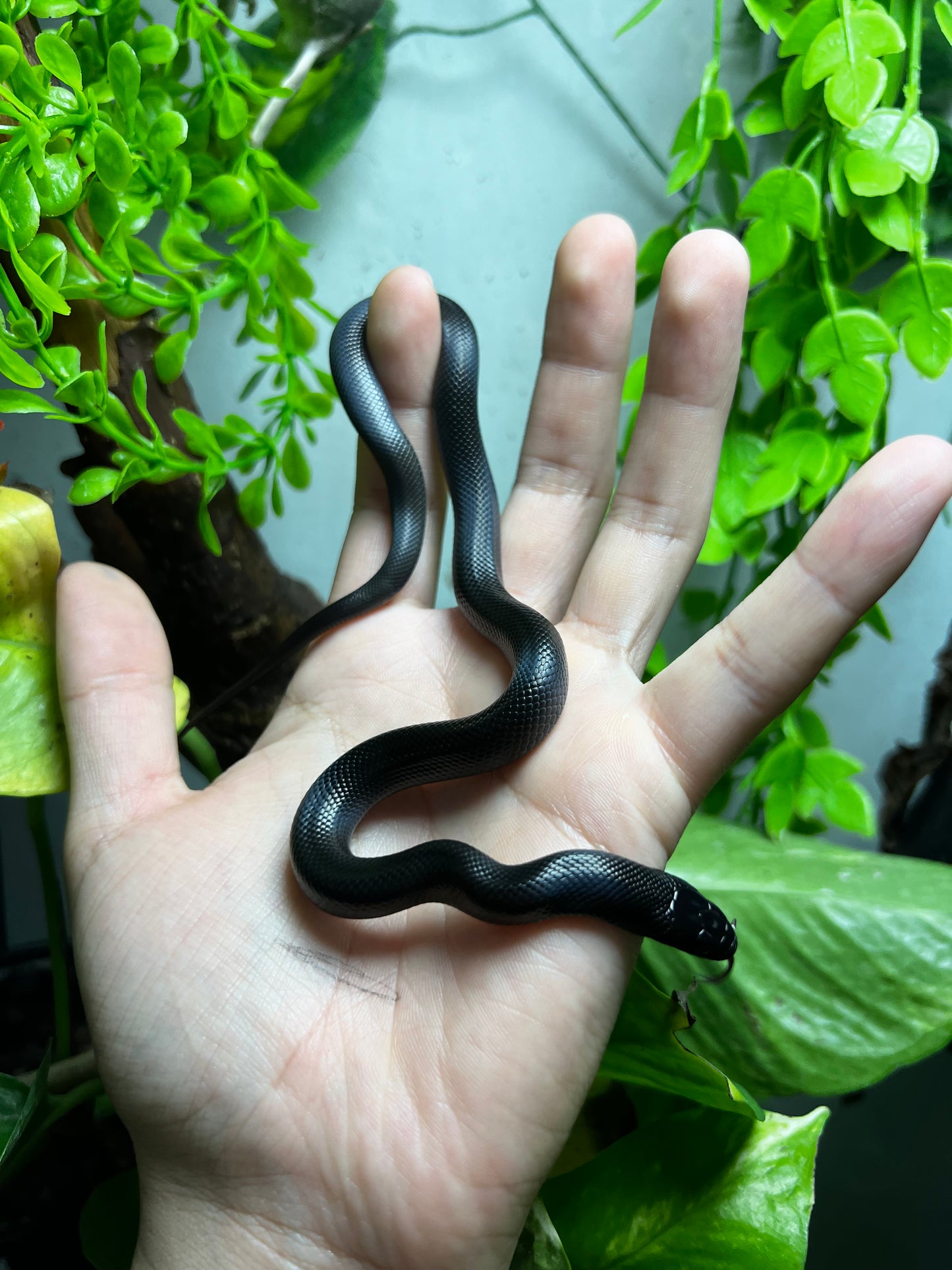 REY NEGRA MEXICANA HEMBRA 82