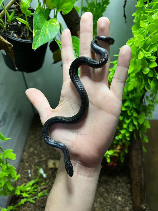 REY NEGRA MEXICANA HEMBRA 70