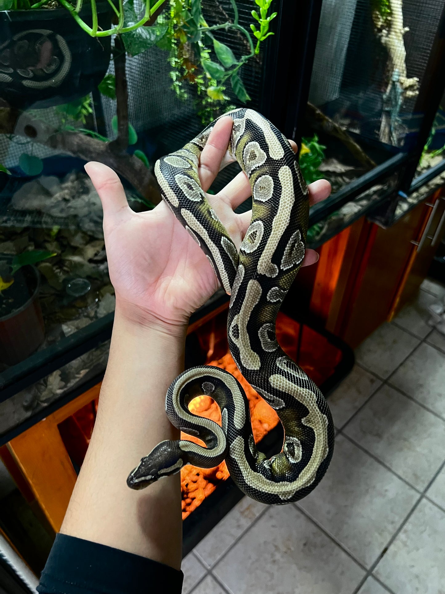 MOJAVE HEMBRA JUVENIL