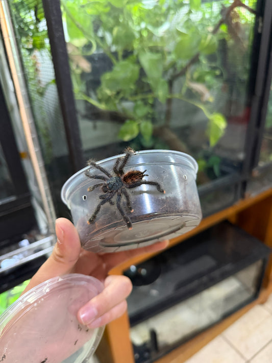 TARÁNTULA DEDOS ROSAS (AVICULARIA AVICULARIA) JUVENIL