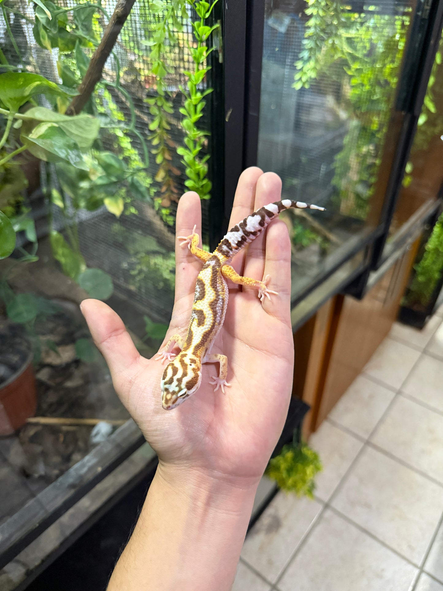 Gecko leopardo TREMPER JUNGLE HC 450