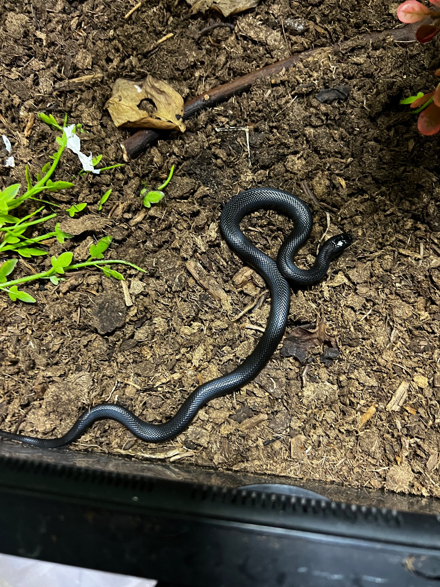 REY NEGRA MEXICANA HEMBRA 72