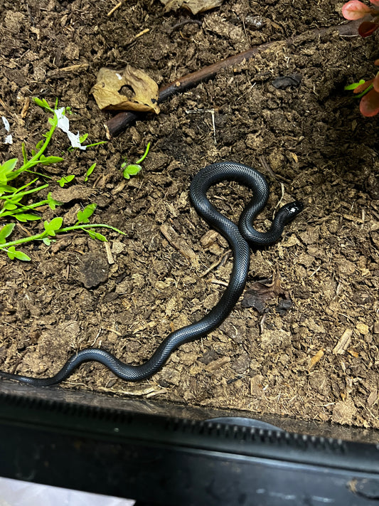 REY NEGRA MEXICANA HEMBRA 72