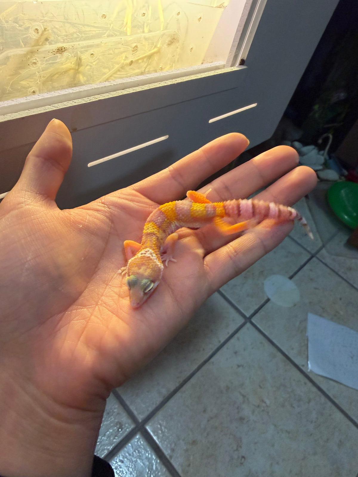 GECKO LEOPARDO RAINWATER HET MP PH RAINWATER INCUBADO PARA HEMBRA 159