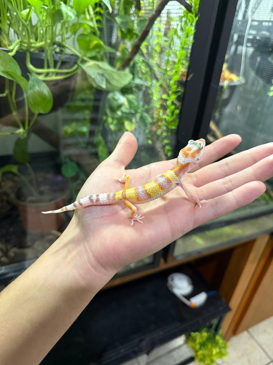 Gecko leopardo SUNGLOW 47