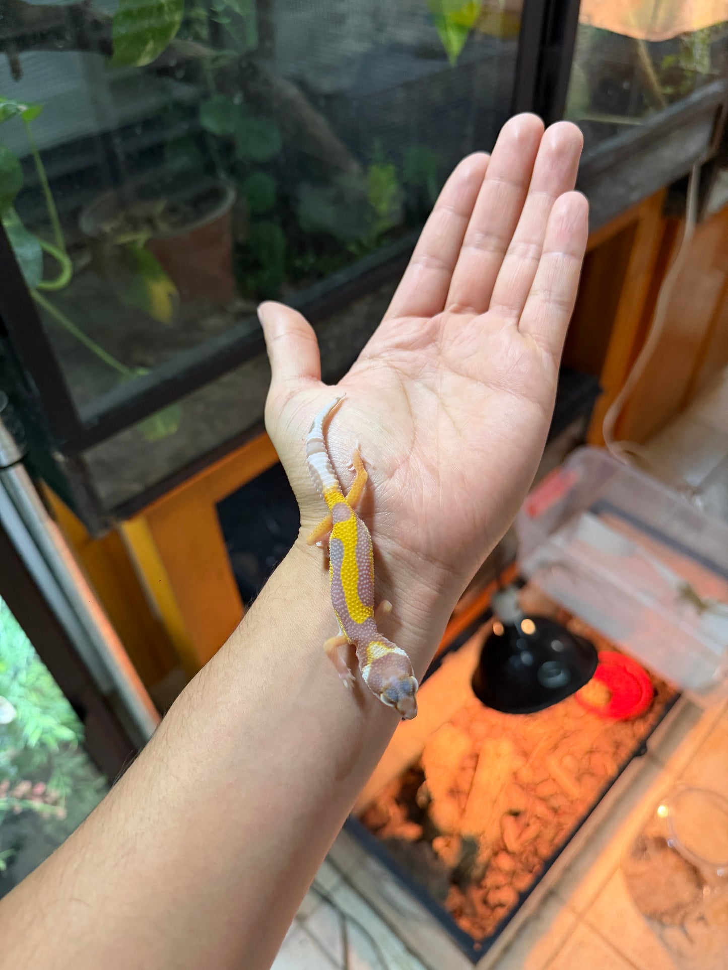 GECKO LEOPARDO ALBINO TREMPER REVERSE STRIPE 54
