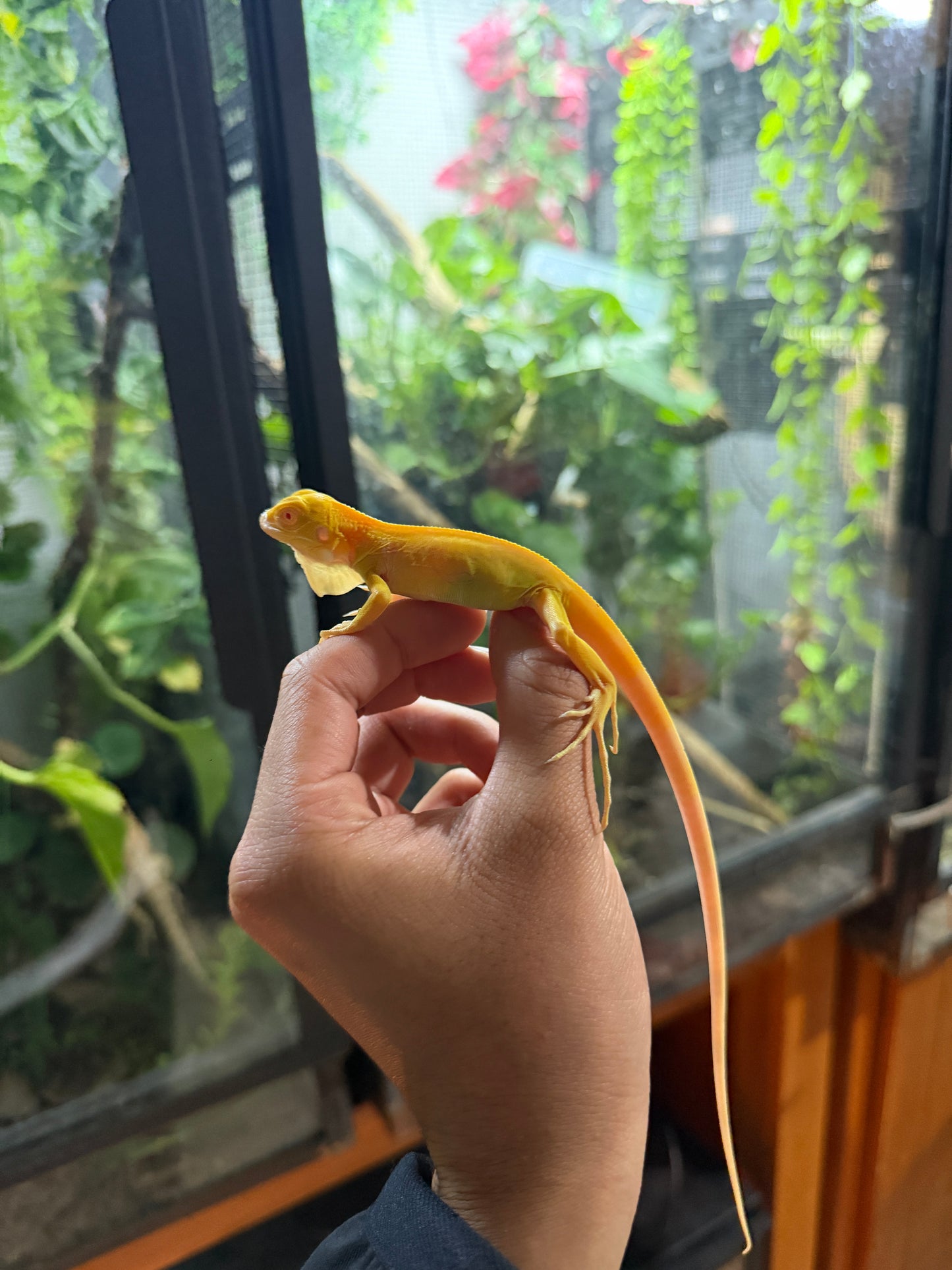 IGUANA ALBINA