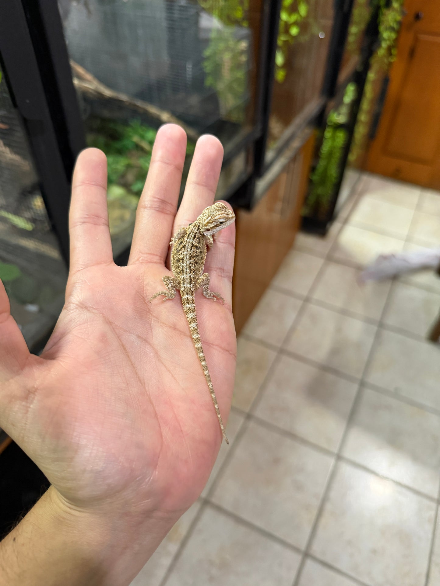 DRAGÓN BARBUDO NOMINAL CRIA 3