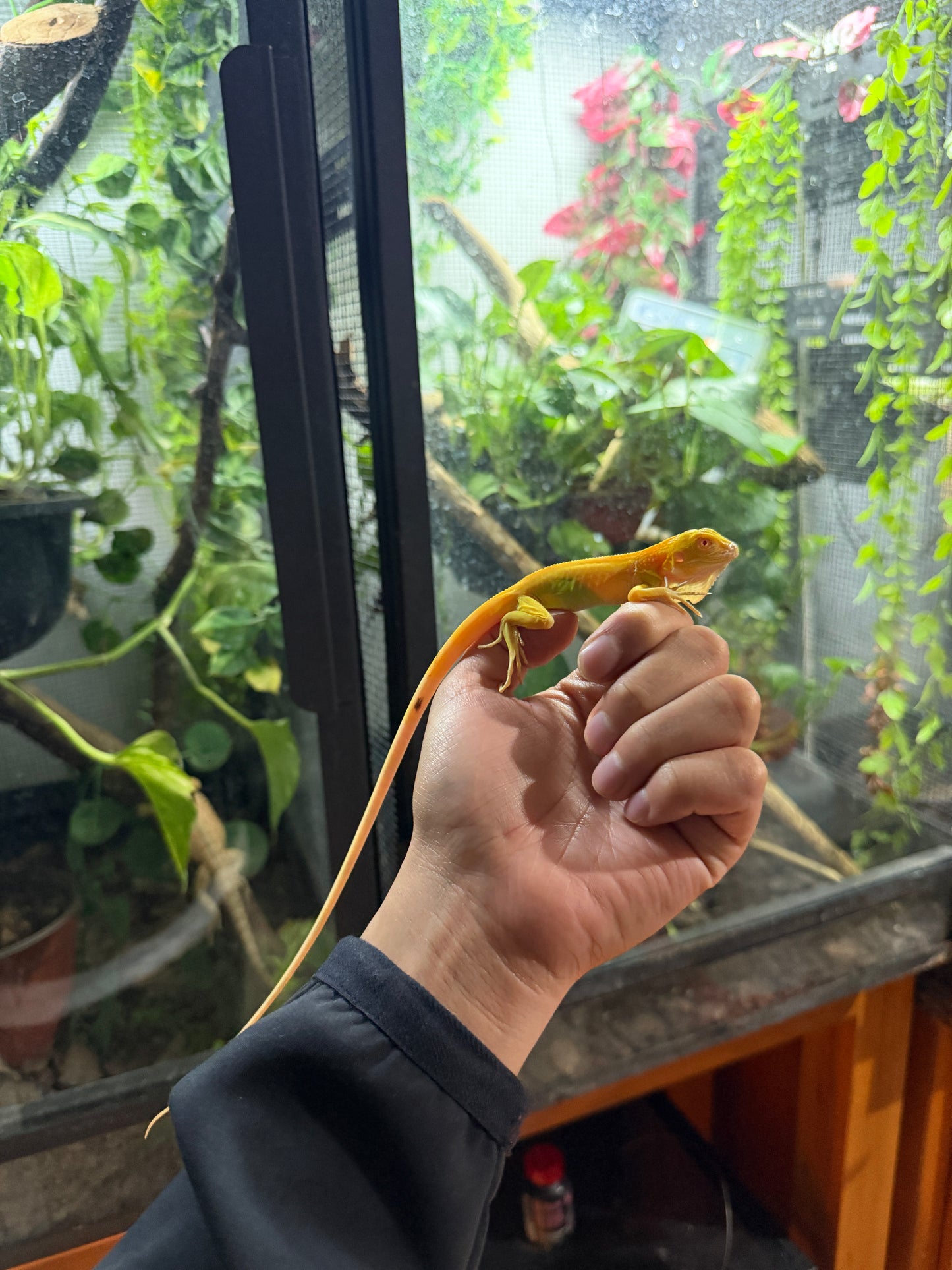 IGUANA ALBINA
