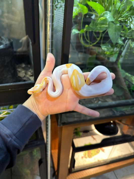 PITÓN BOLA ALBINO PIED MACHO