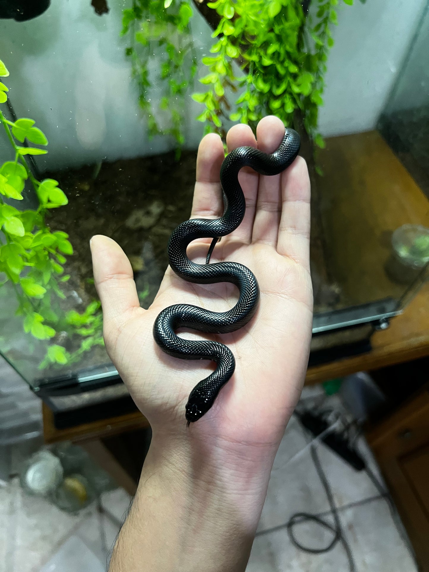 REY NEGRA MEXICANA HEMBRA 72