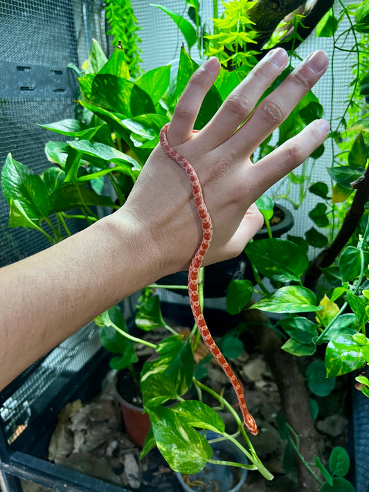 SERPIENTE MAICERA AMEL HEMBRA 20