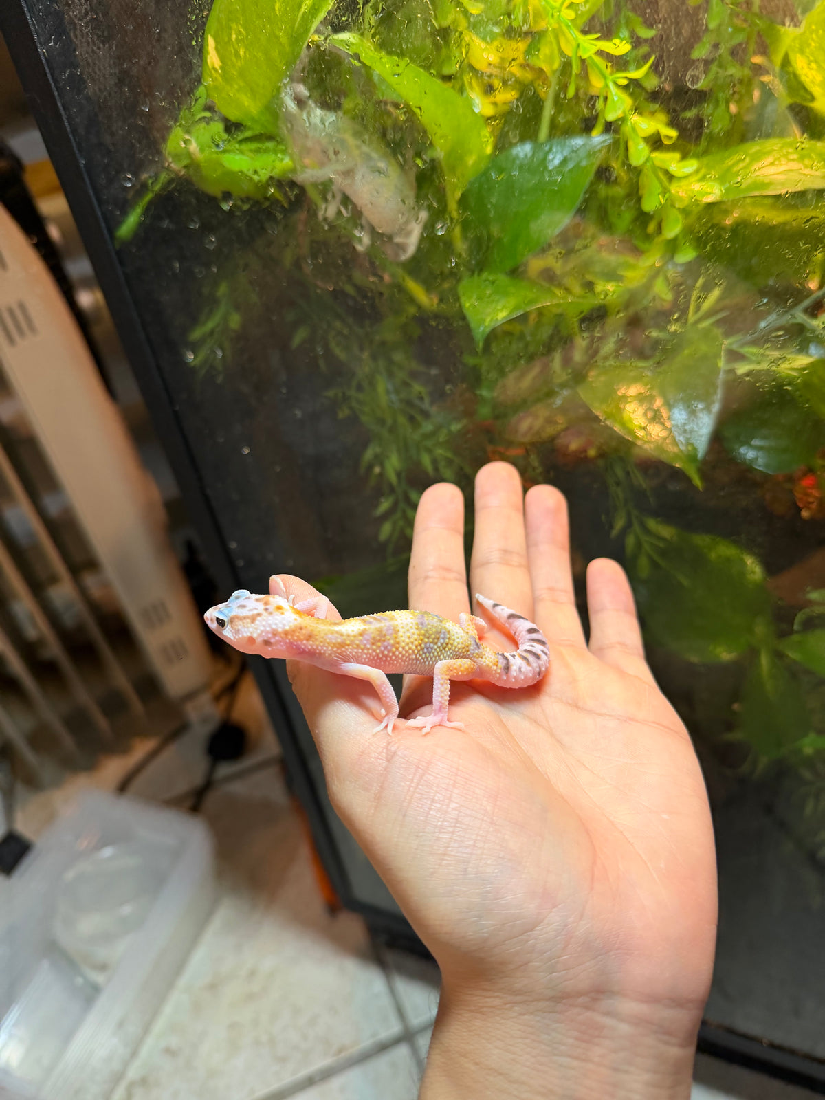 GECKO LEOPARDO NOMINAL  INCUBADO PARA MACHO 174