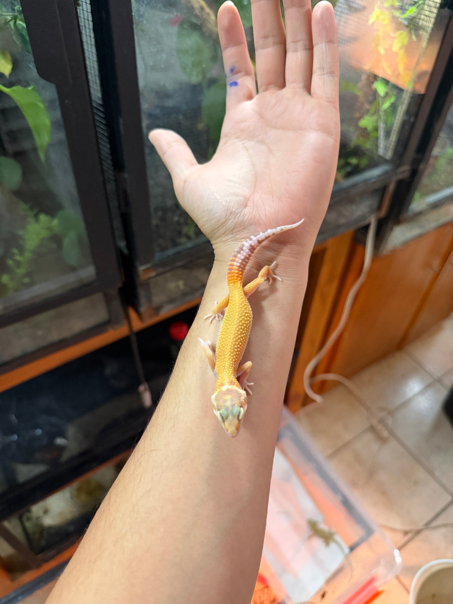 GECKO LEOPARDO APTOR 61