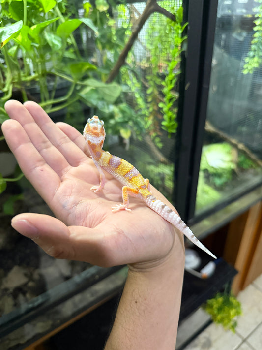 Gecko leopardo SUNGLOW 47