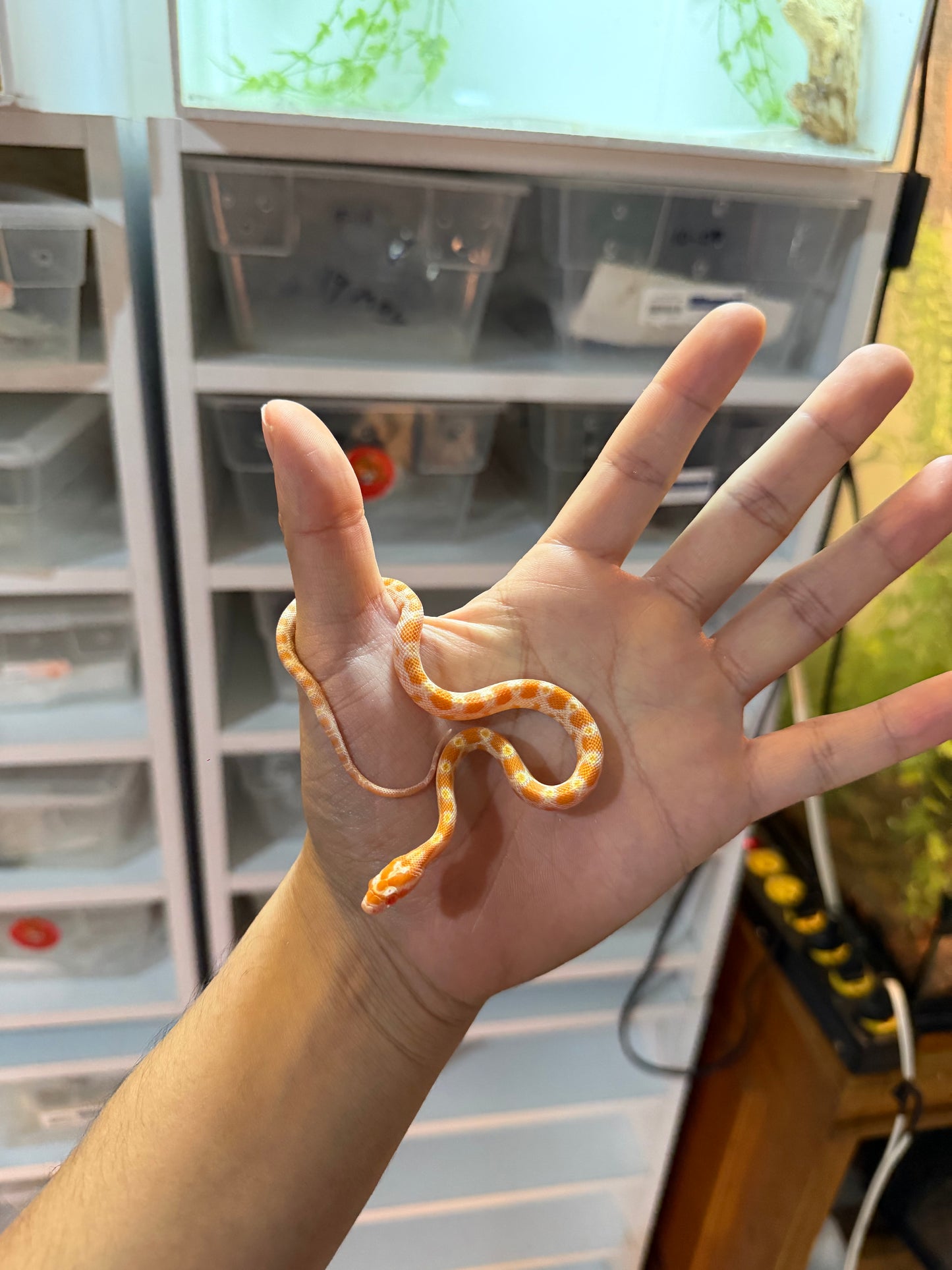 SERPIENTE MAICERA CREAMSICLE S/S 2