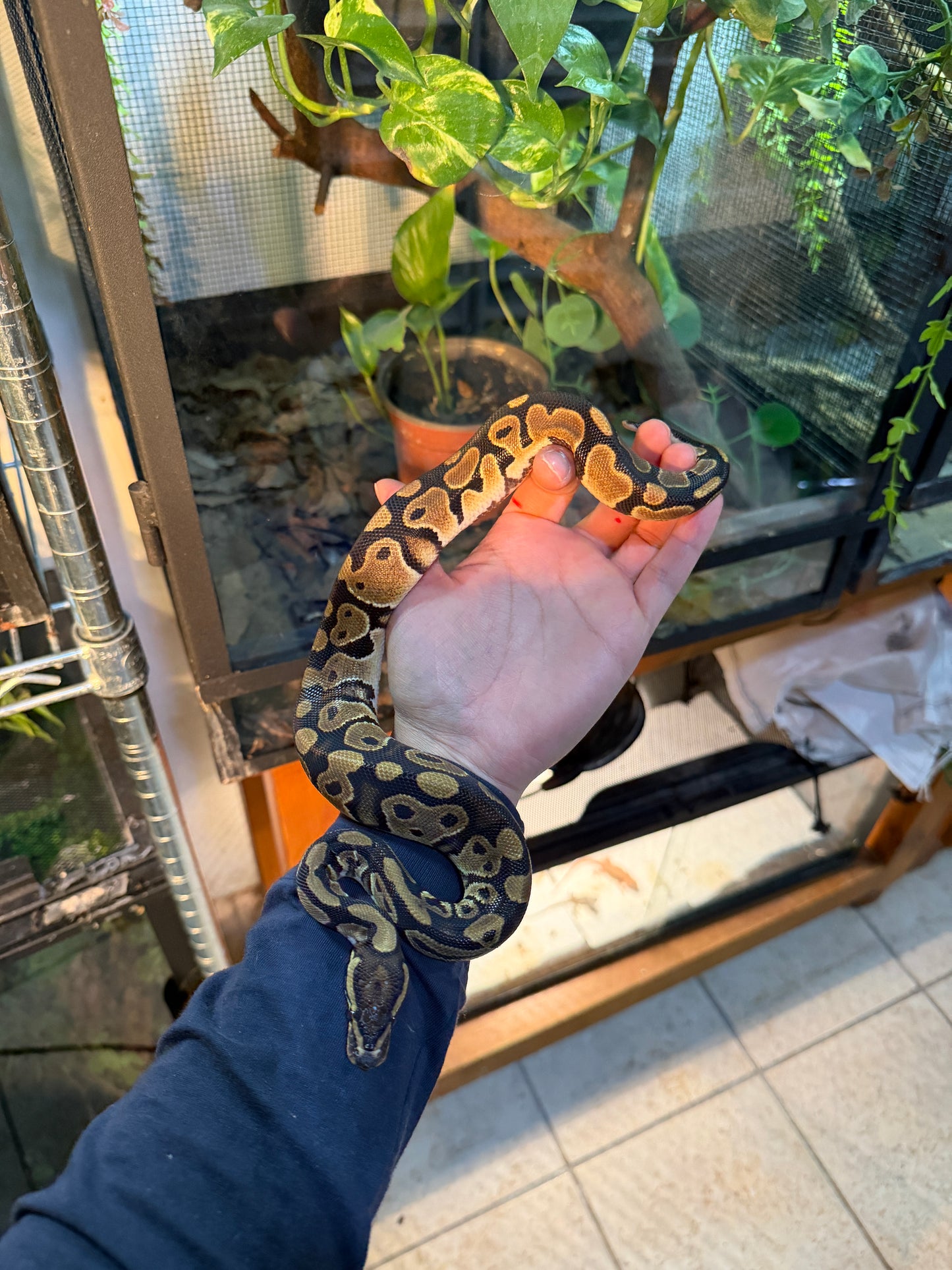 PITÓN BOLA NOMINAL MACHO 9