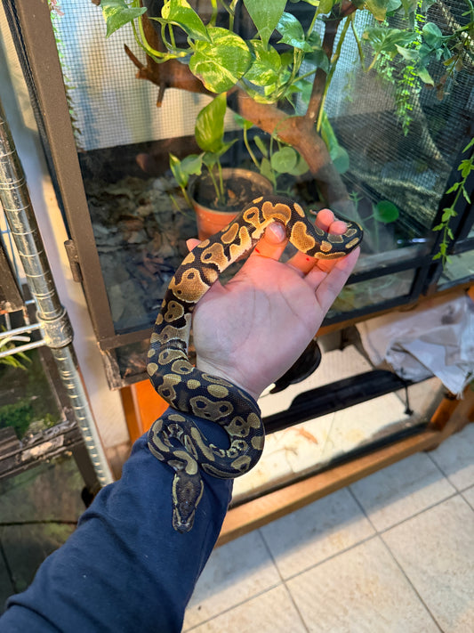 PITÓN BOLA NOMINAL MACHO 9