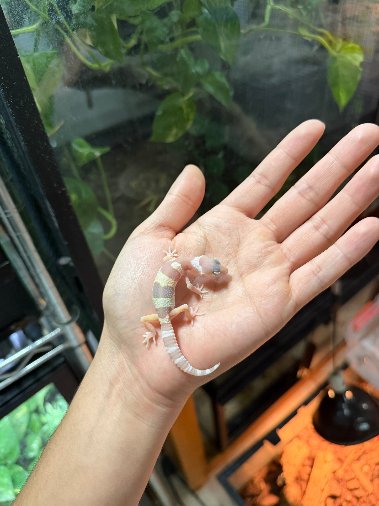 GECKO LEOPARDO MACK SNOW ALBINO TREMPER TANGERINE 57