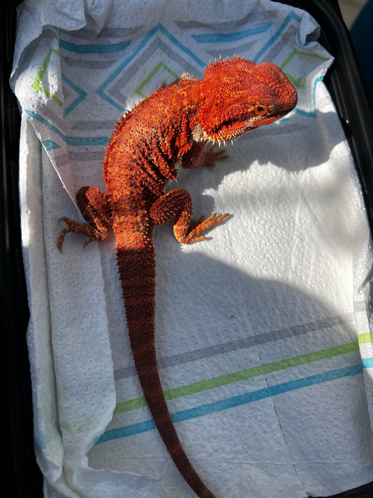 DRAGÓN BARBUDO SÚPER RED MACHO