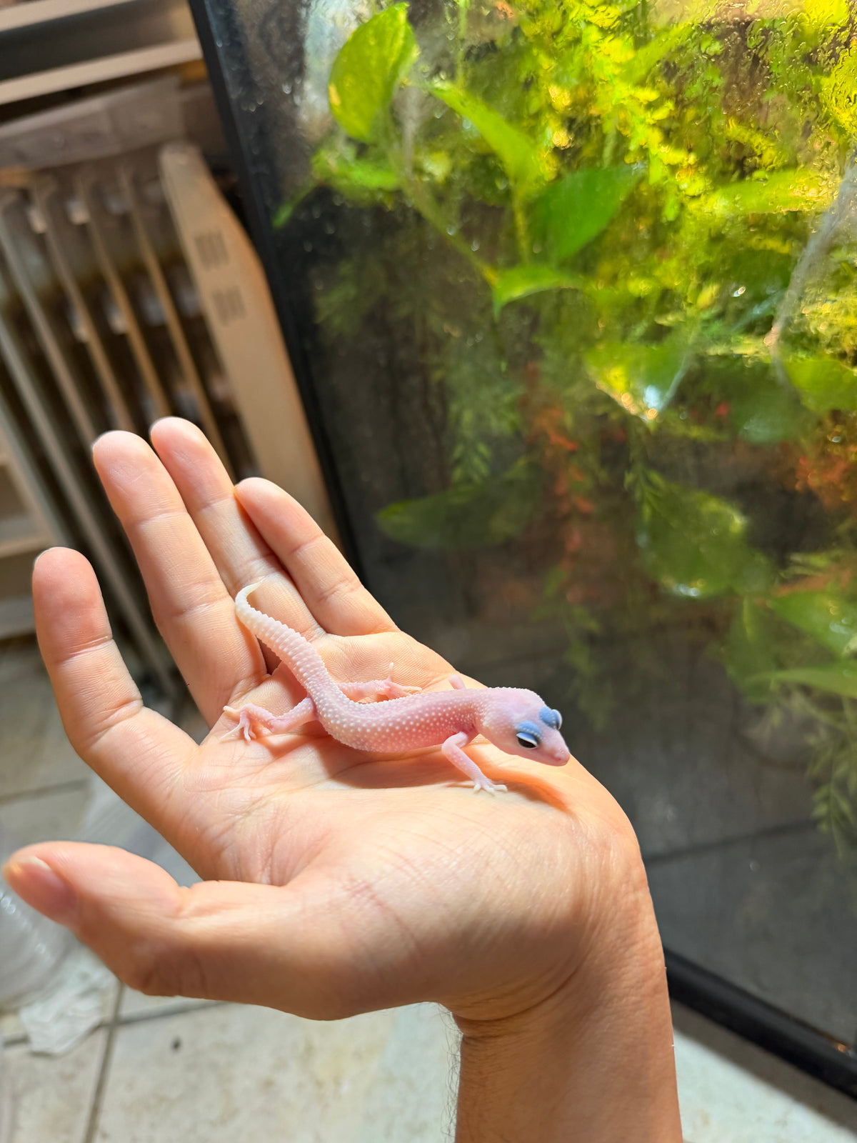 GECKO LEOPARDO BLIZZARD POSS HET BELL  INCUBADO PARA HEMBRA 226